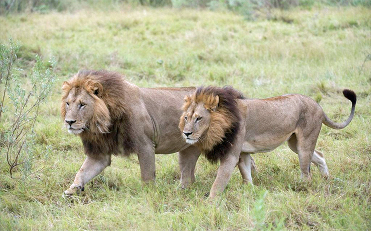 Las leonas transexuales de Botsuana