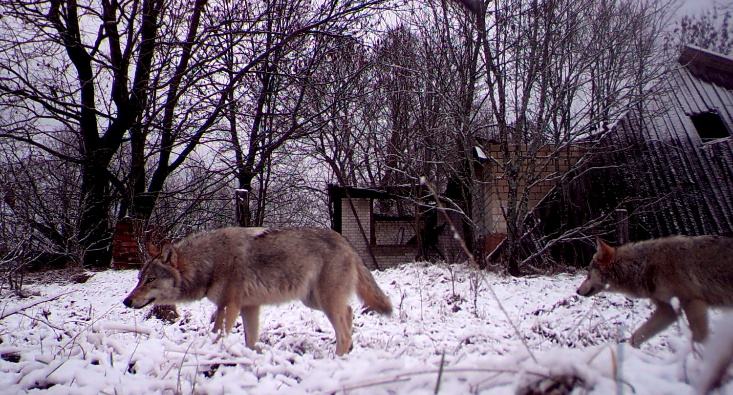 Noruega planea exterminar a más de la mitad de su población de lobos