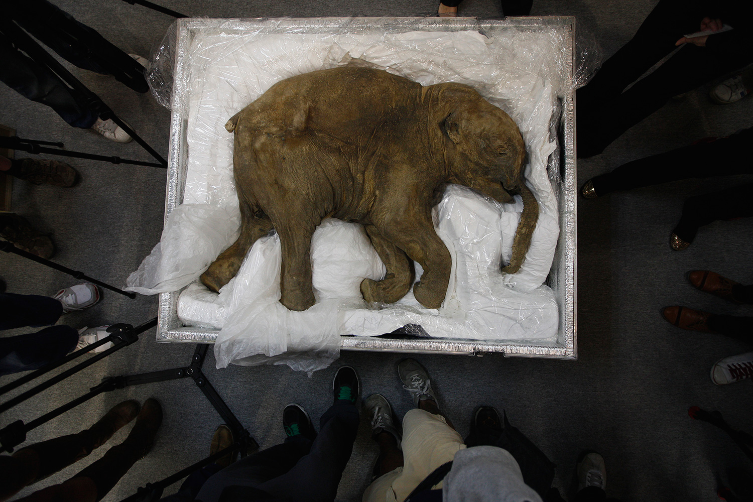 Un grupo de biólogos trabaja en la ‘resurrección’ de animales extintos