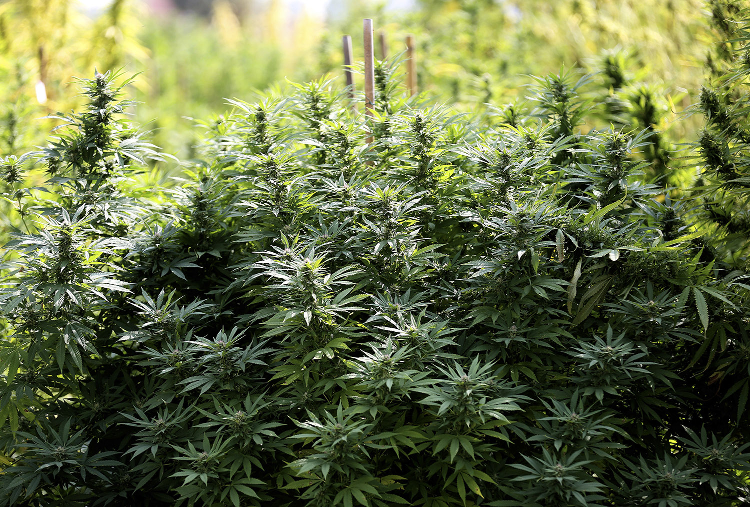 Incautadas 9 toneladas de marihuana en una plantación en Lorca, Murcia