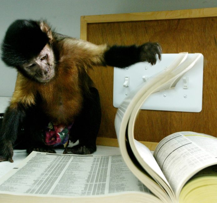 Los monos pueden transcribir textos a 12 palabras por minuto