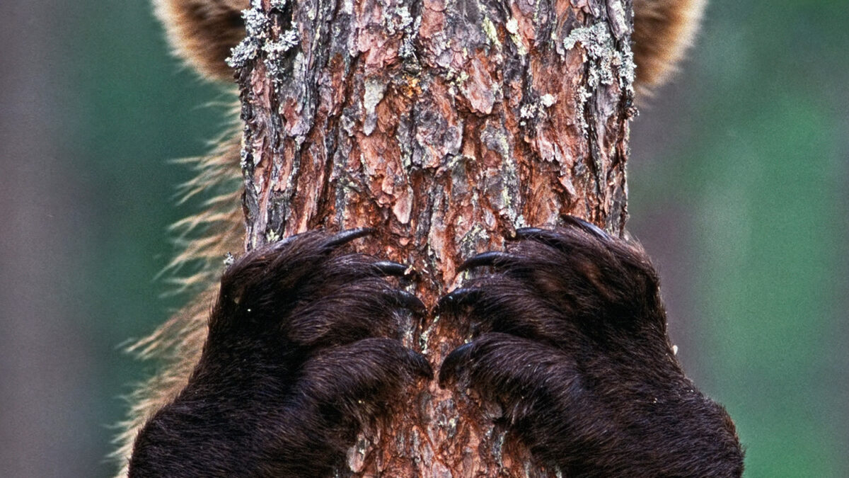 Así juega al escondite un oso pardo con un fotógrafo