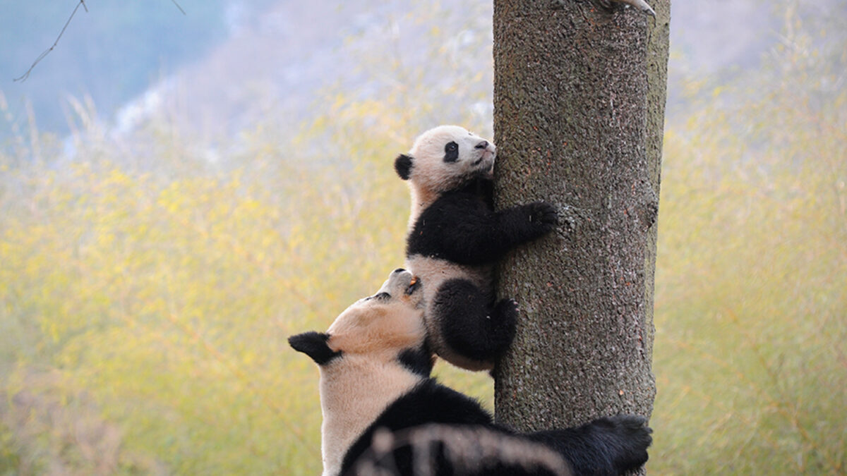 El panda gigante deja de estar en peligro de extinción