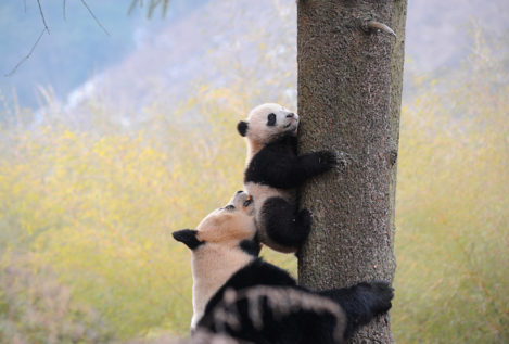 El panda gigante deja de estar en peligro de extinción