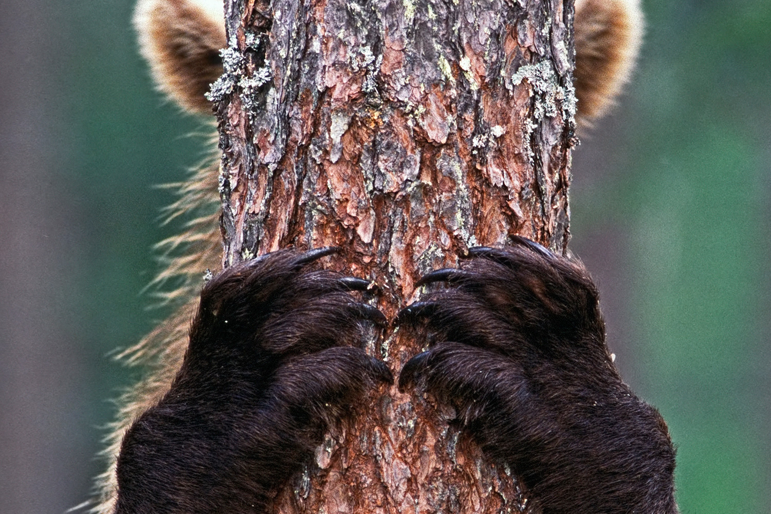 Así juega al escondite un oso pardo con un fotógrafo