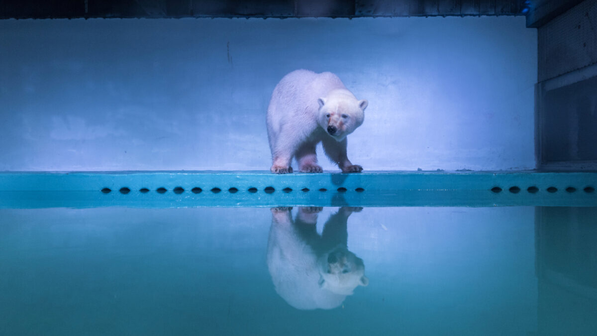 Ofrecen un nuevo hogar al ‘oso polar más triste del mundo’