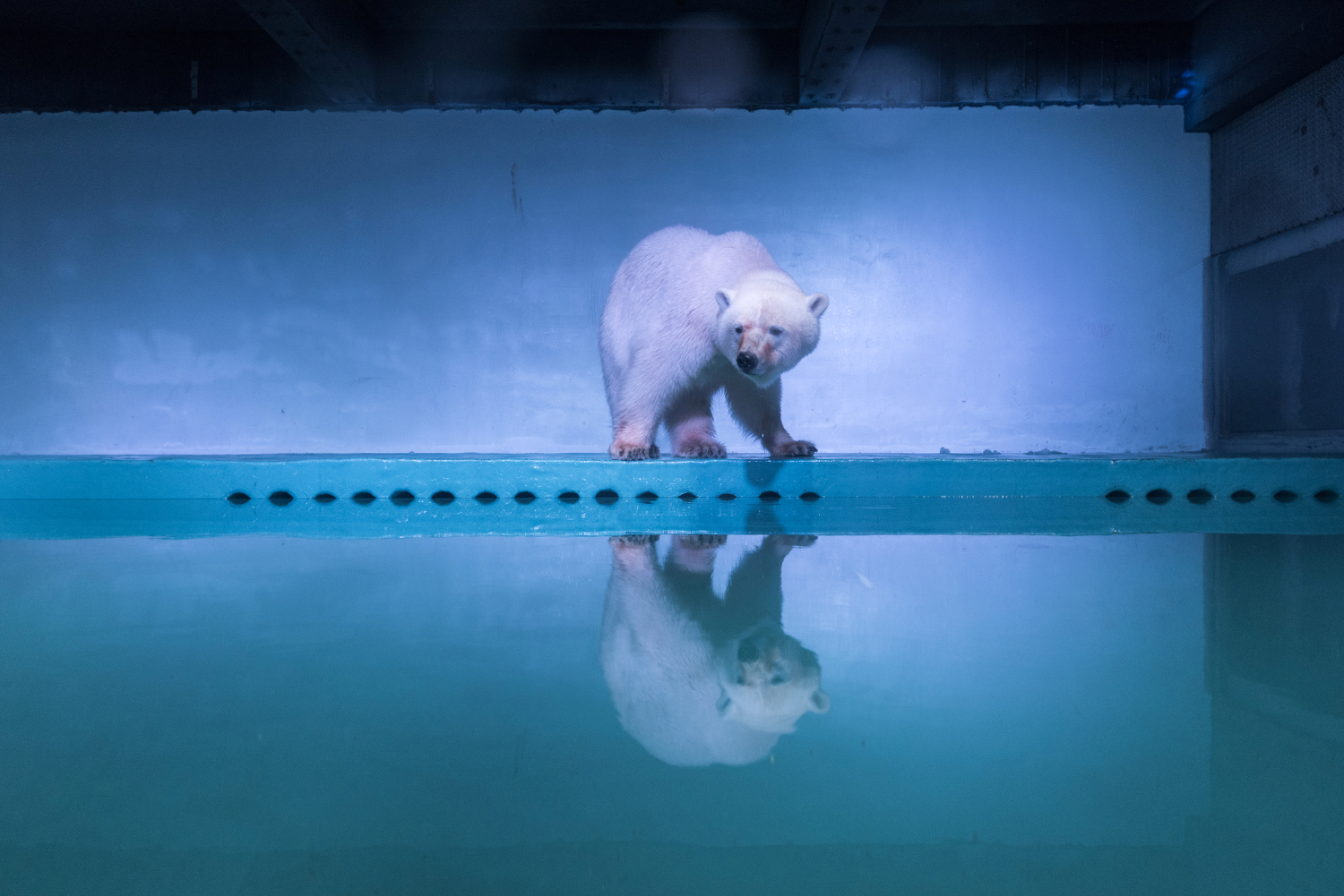 Ofrecen un nuevo hogar al ‘oso polar más triste del mundo’