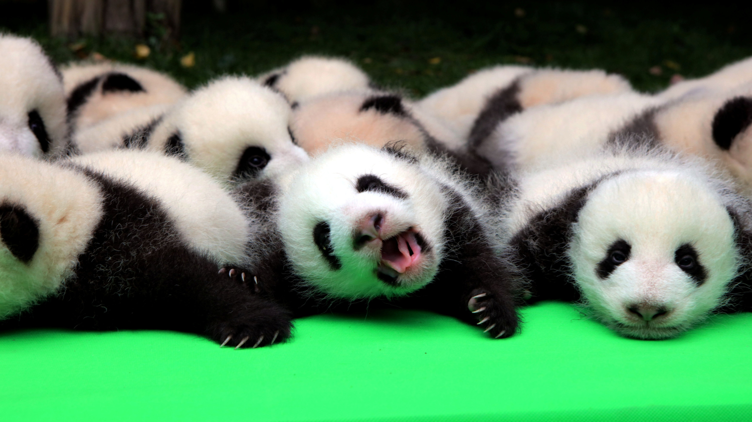 Así salva China a los pandas de la extinción