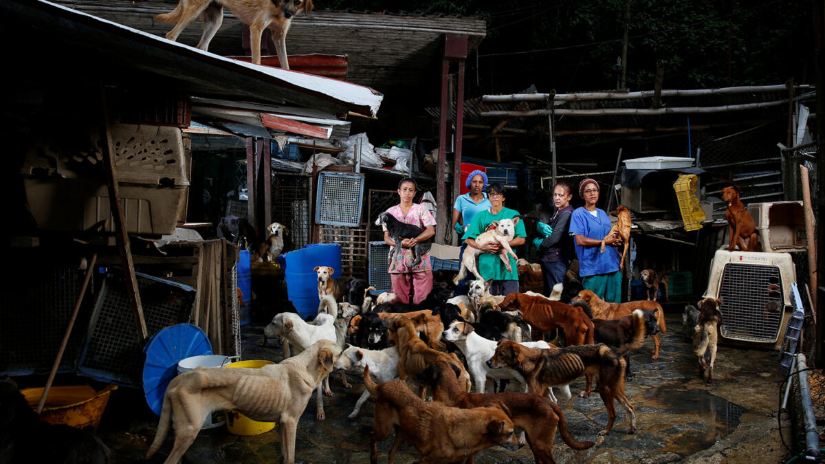 El abandono de perros se dispara en Venezuela debido a la crisis