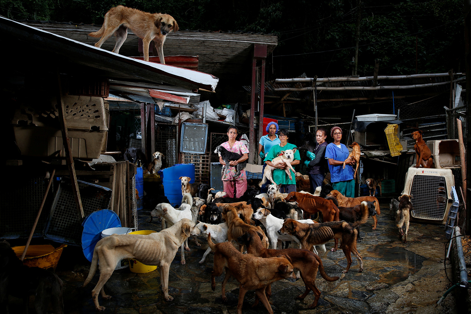 El abandono de perros se dispara en Venezuela debido a la crisis