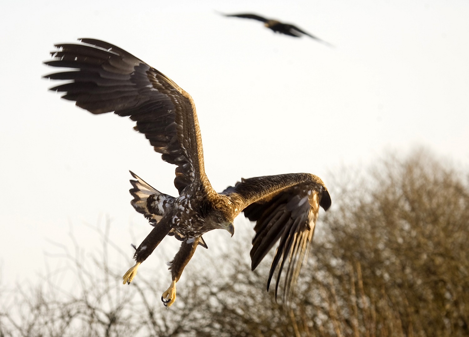 La policía holandesa utilizará águilas para capturar drones el próximo año