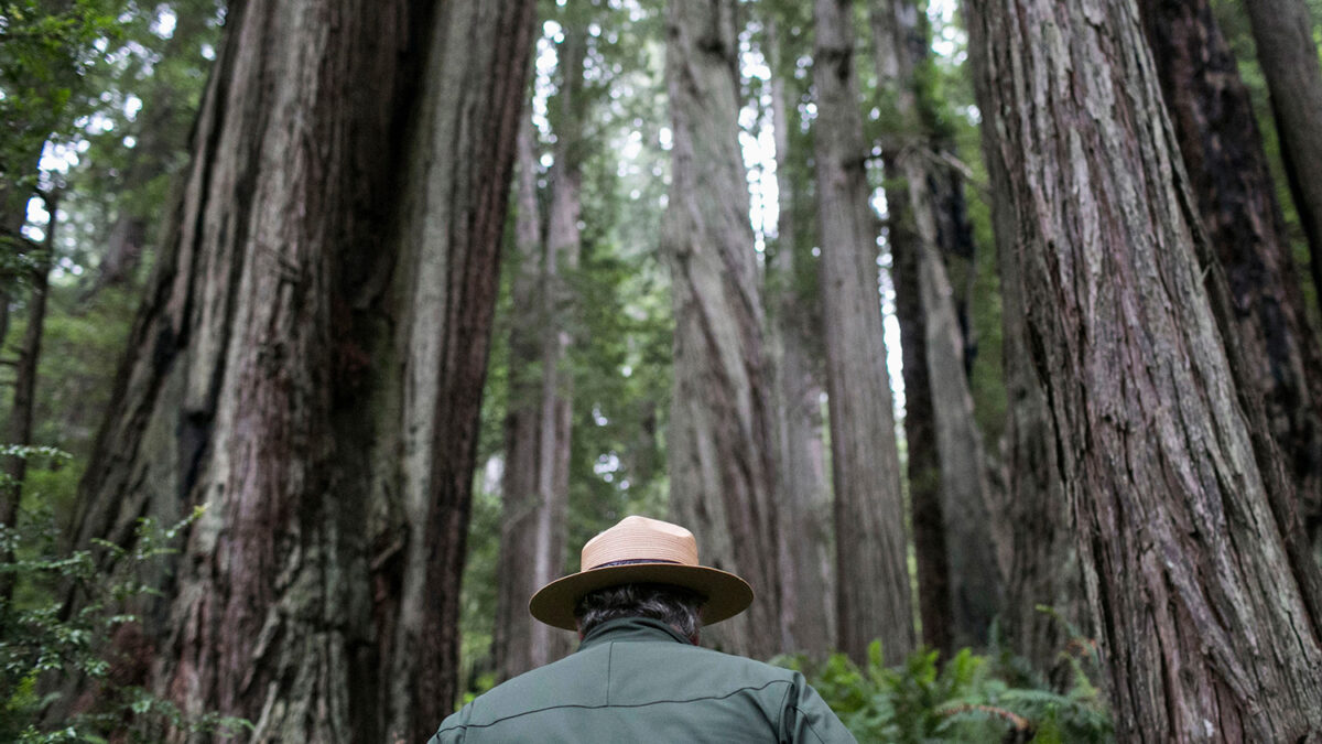 Los bosques donde se rodó el bosque lunar de Star Wars: El Retorno del Jedi