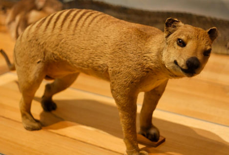 El misterio sobre el tigre de Tasmania, una especie que sigue "apareciendo" después de su extinción