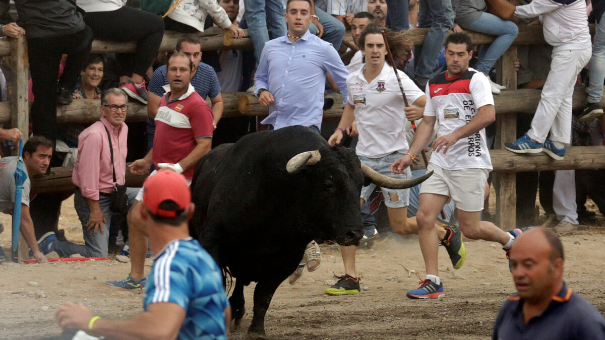 ‘Pelado’, el primer Toro de la Peña que corre Tordesillas sin ser lanceado