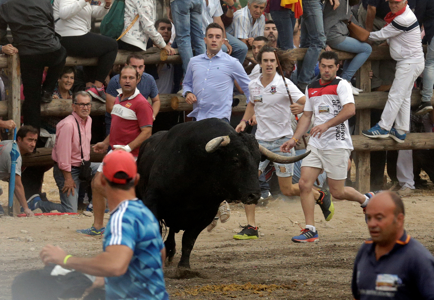 'Pelado', el primer Toro de la Peña que corre Tordesillas sin ser lanceado