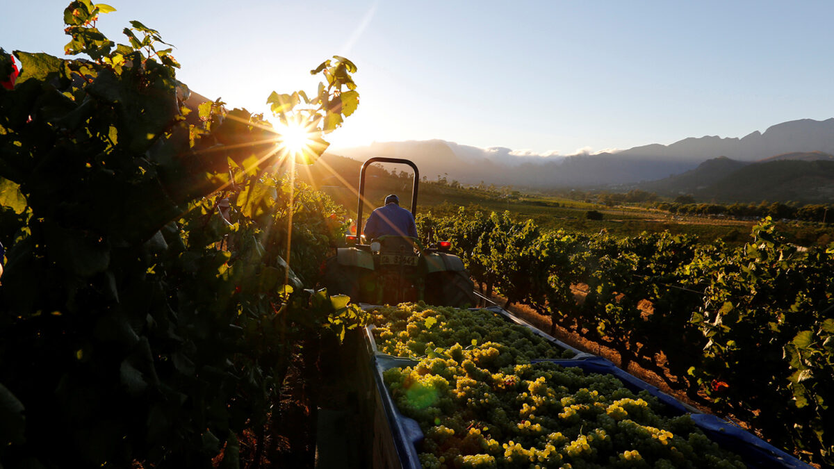 China envía vides a Marte en busca del vino perfecto