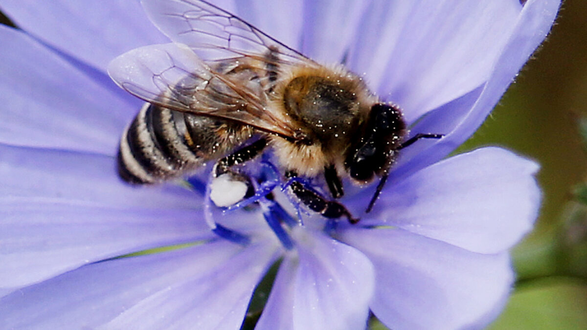 La presencia múltiple de pesticidas está acabando con las abejas