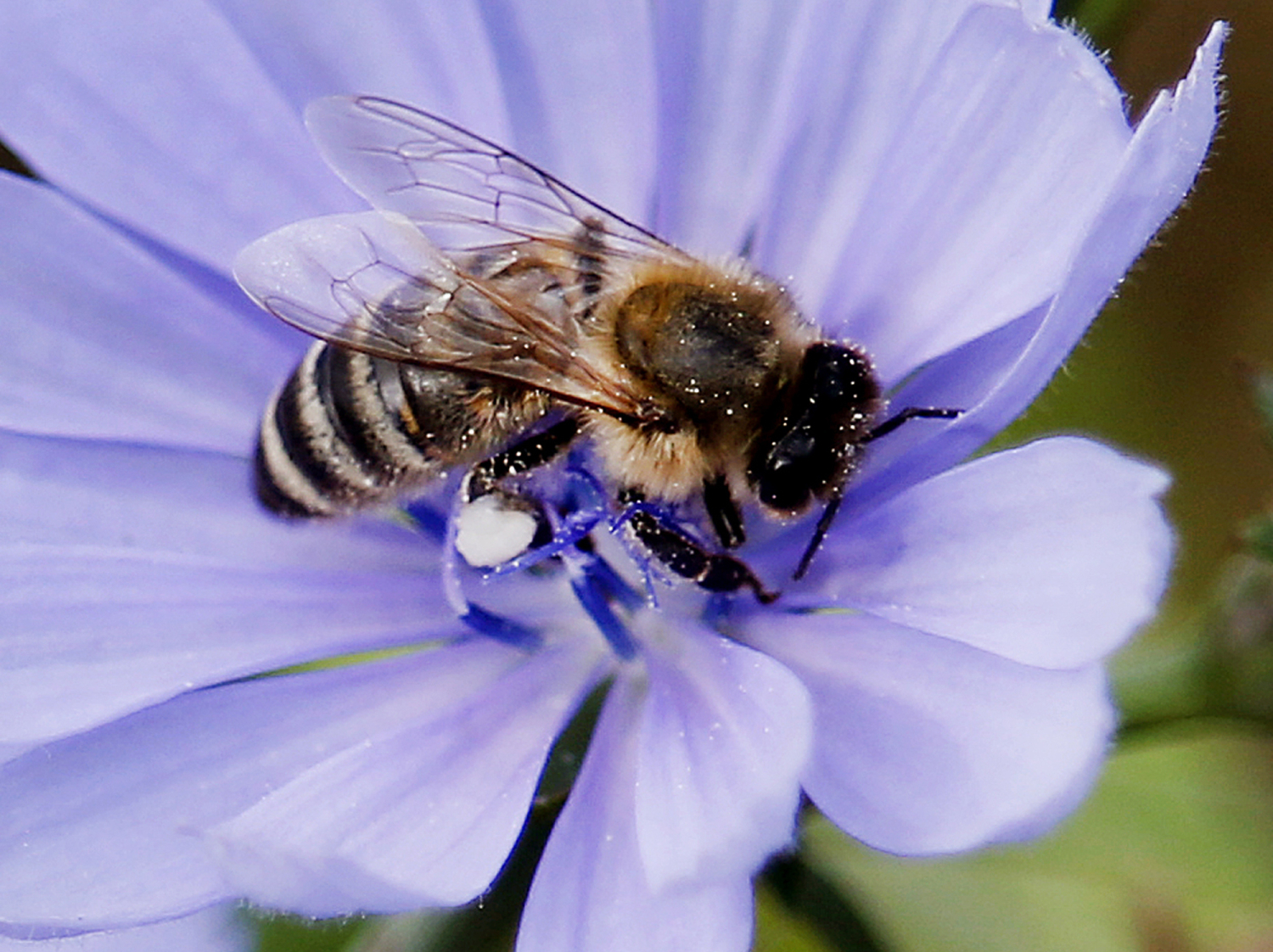 La presencia múltiple de pesticidas está acabando con las abejas
