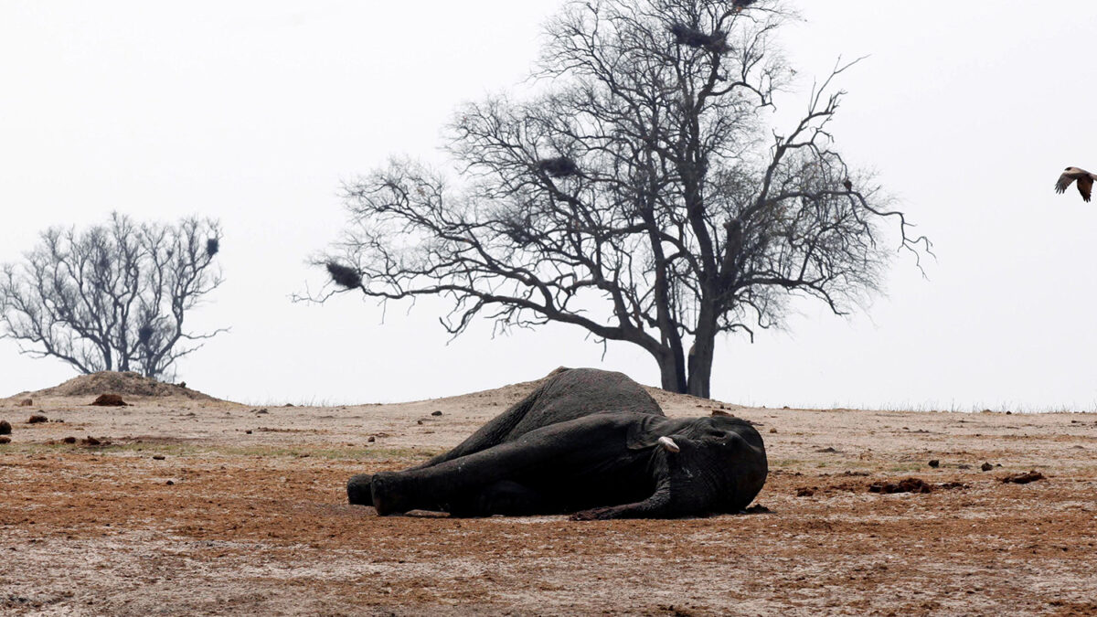 Para 2020 dos tercios de los animales salvajes habrán desaparecido