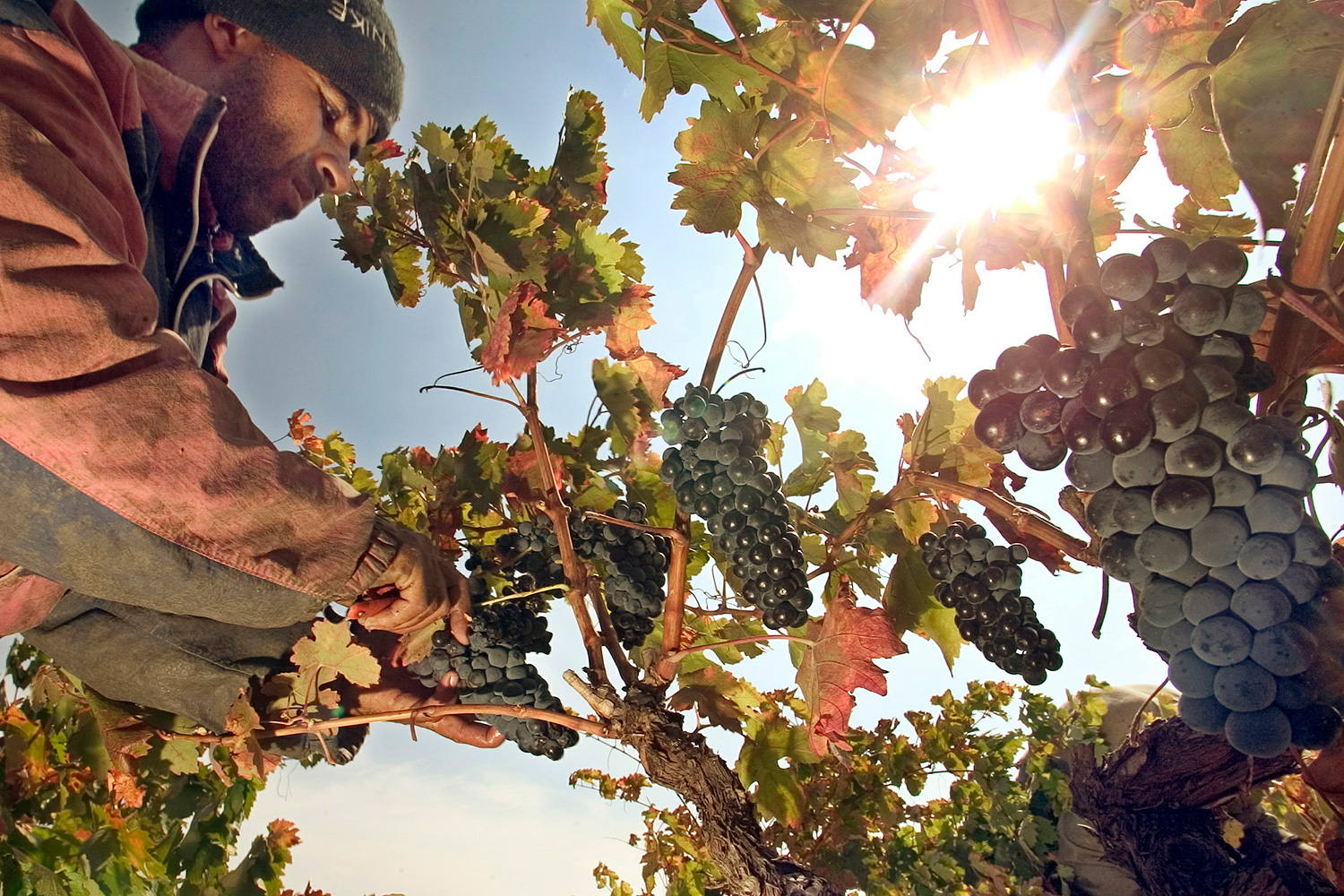 Baja la producción mundial de vino debido al mal tiempo