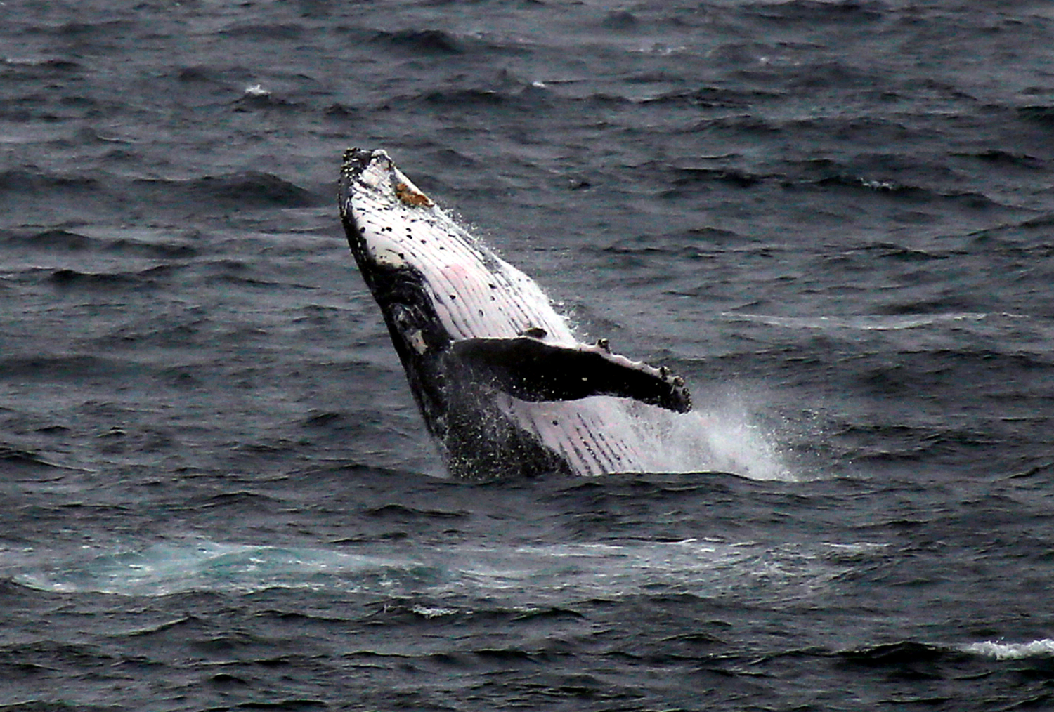 Las ballenas se quedan sin un santuario en el océano Atlántico