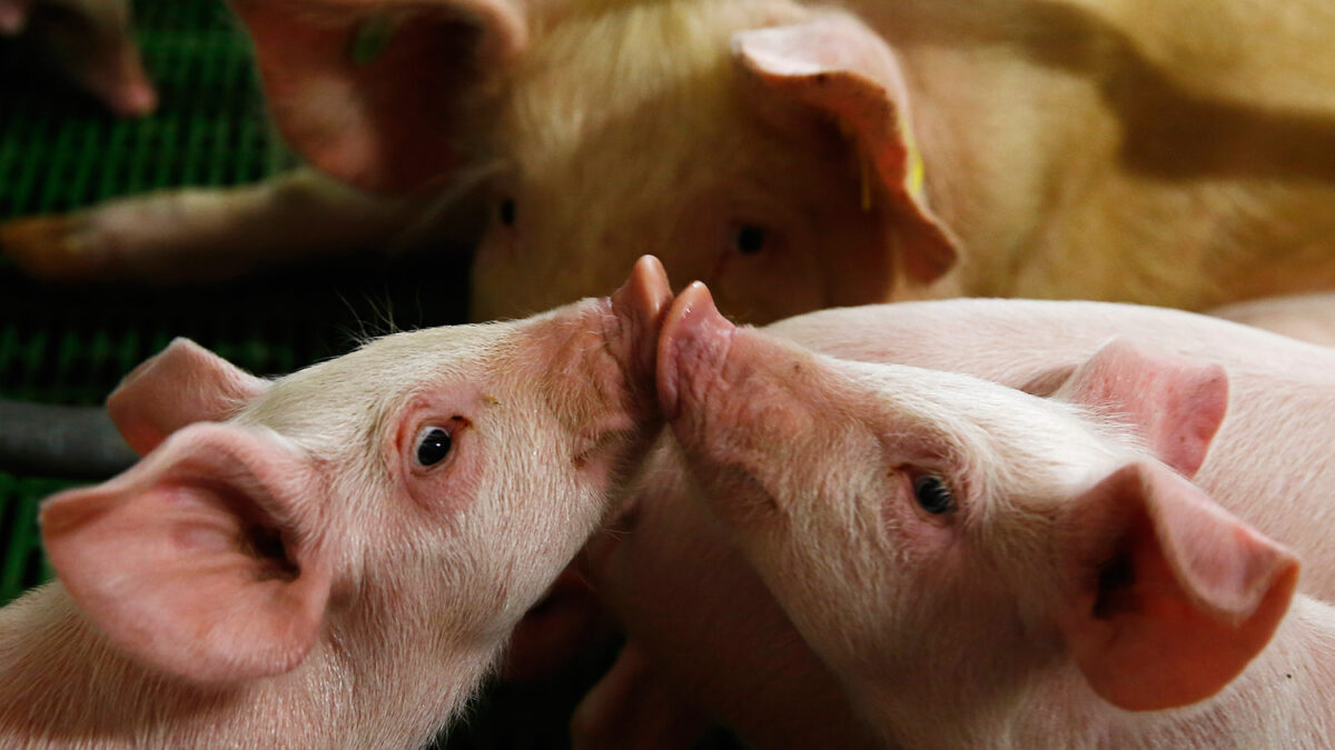 Encuentran una superbacteria mortal en carne de cerdo en varios supermercados