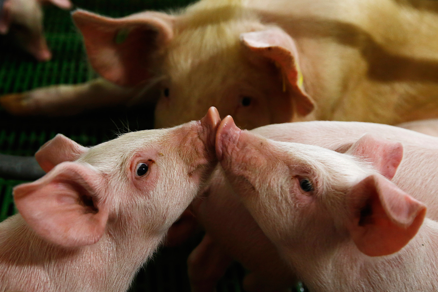 Encuentran una superbacteria mortal en carne de cerdo en varios supermercados