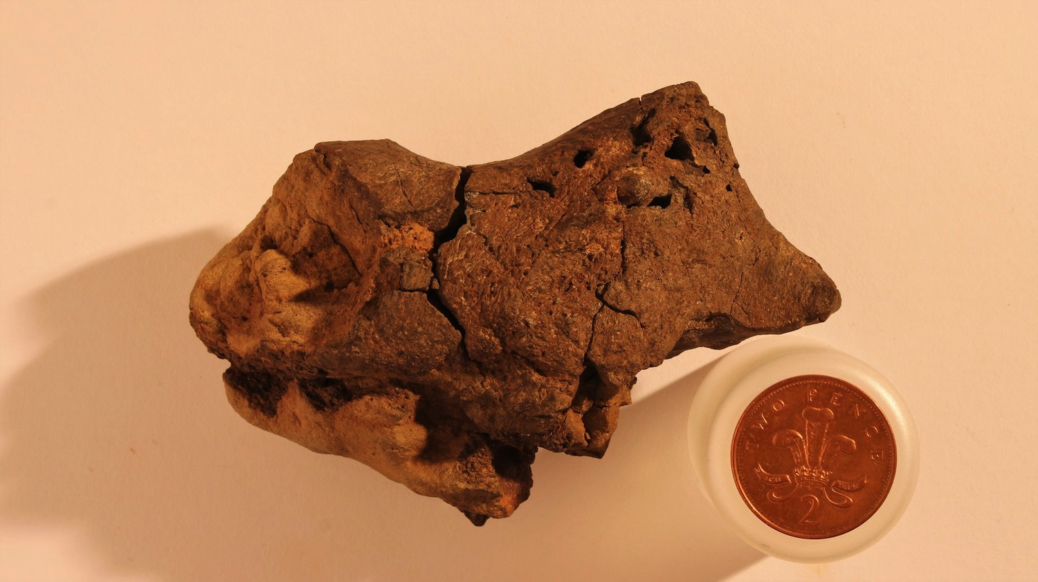 Descubren el primer tejido cerebral fosilizado de un dinosaurio