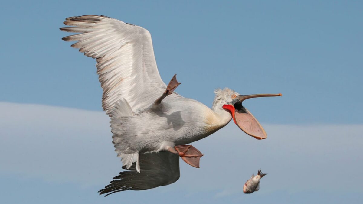 Estas fotografías muestran el lado más cómico del reino animal