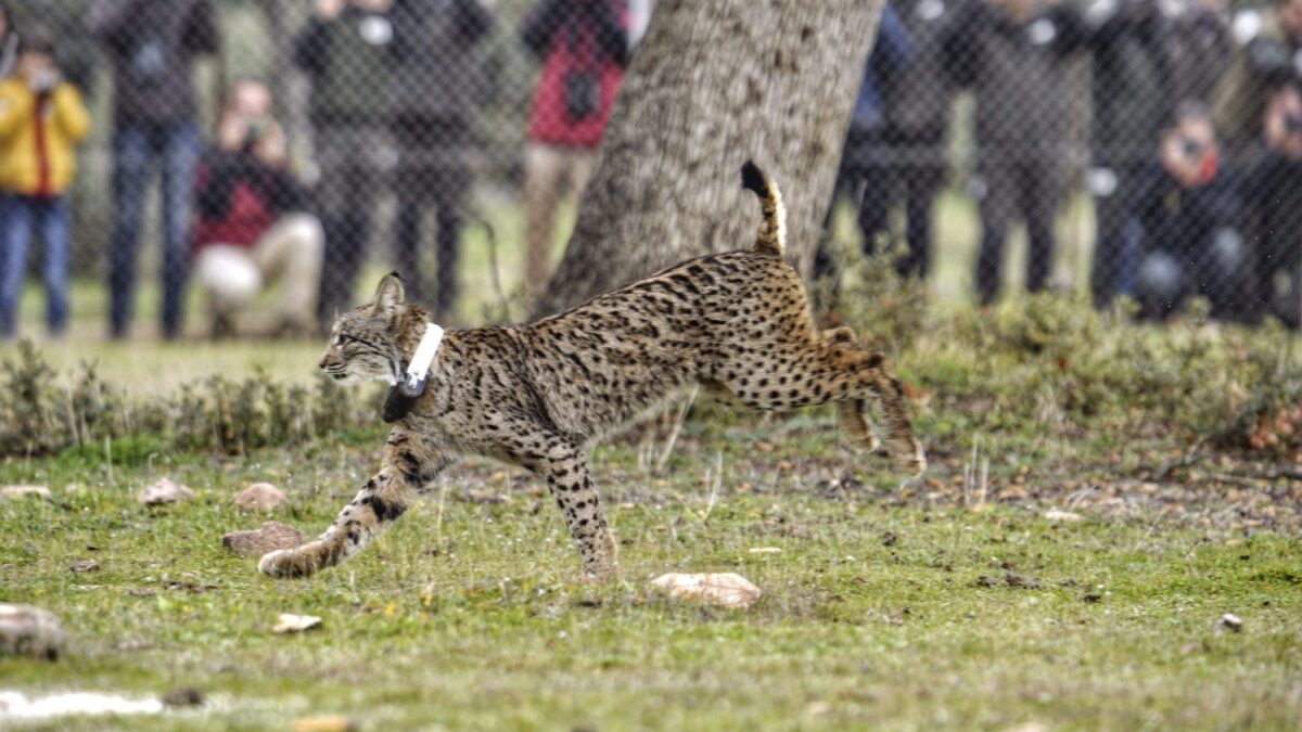 Muere atropellado el lince ibérico viajero