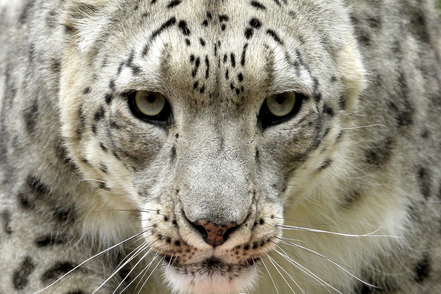 Cientos de leopardos de las nieves son asesinados cada año