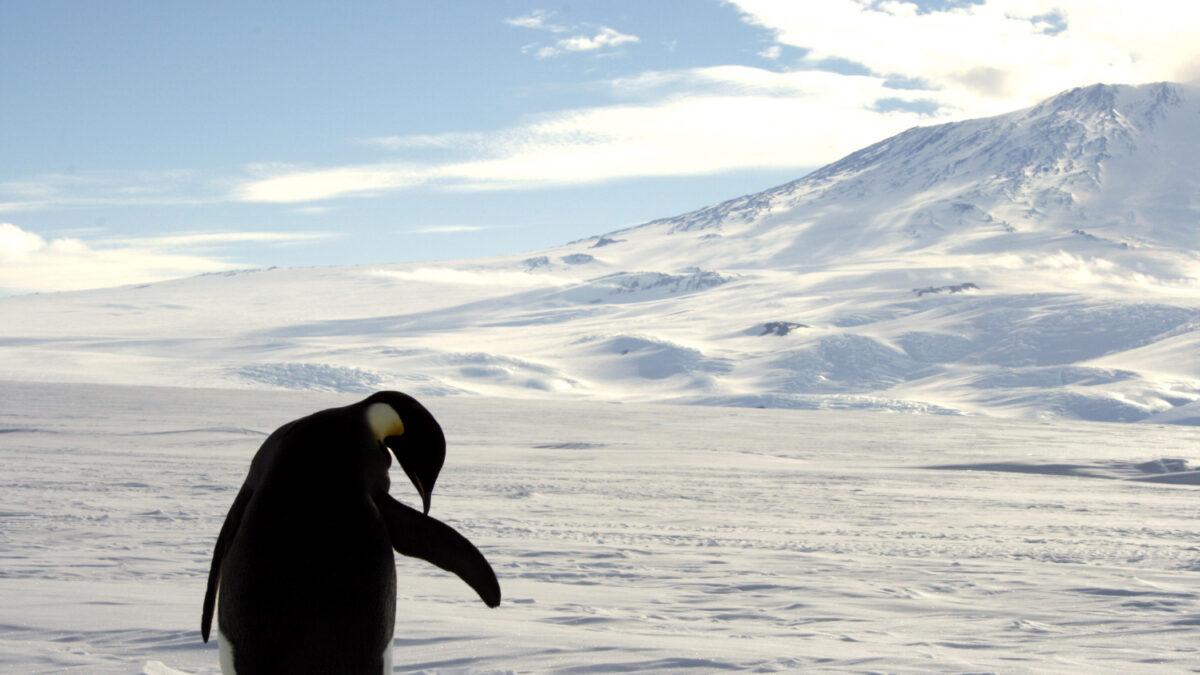 La Antártida albergará la mayor área marina protegida del mundo