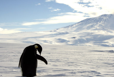La Antártida albergará la mayor área marina protegida del mundo