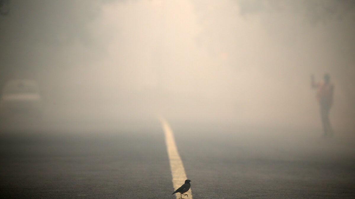 El pájaro caminaba entre la niebla