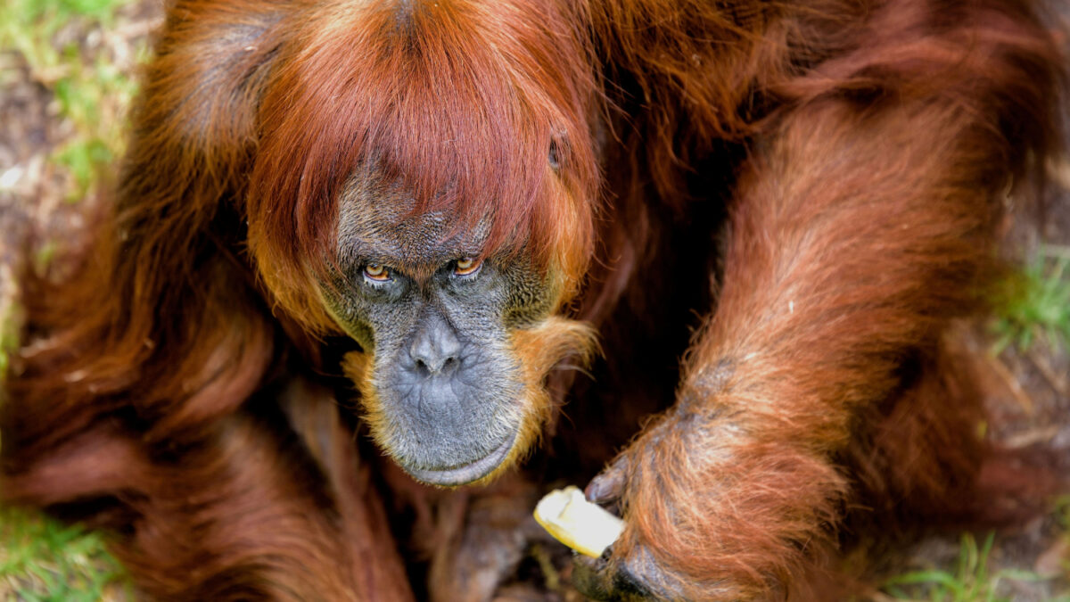 La orangután de Sumatra más vieja del mundo está en Australia