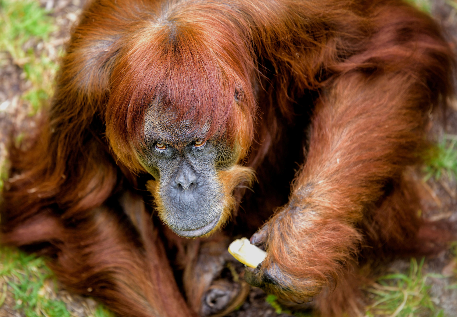 La orangután de Sumatra más vieja del mundo está en Australia