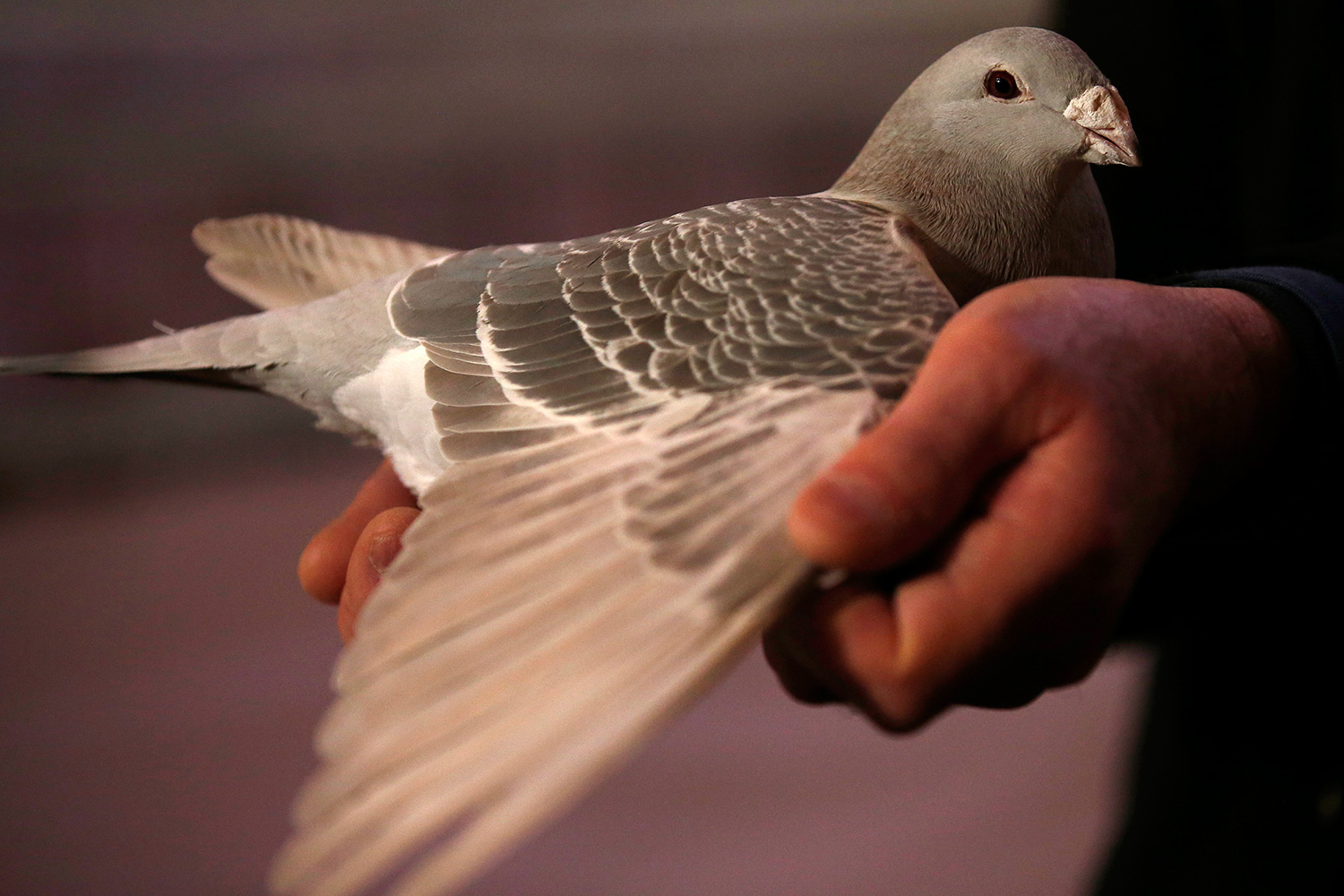 La paloma que ha sido acusada de espionaje en India
