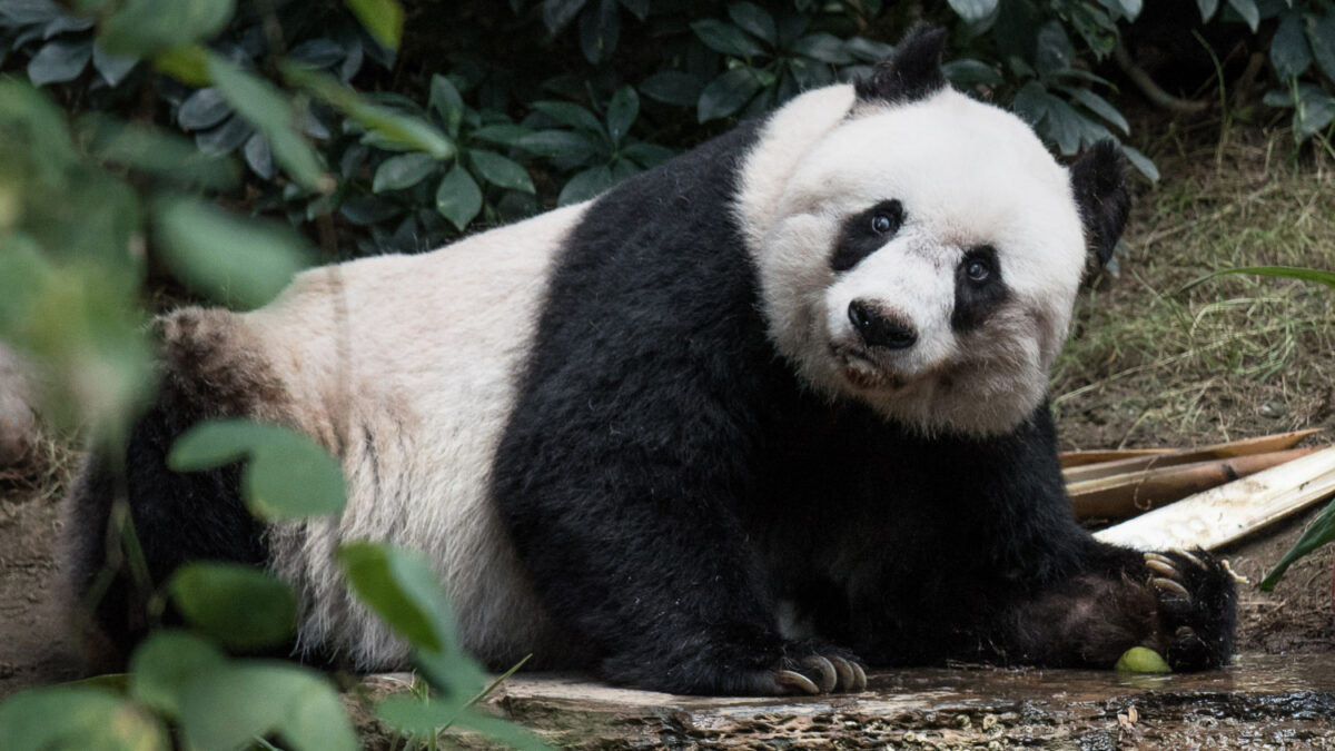 Muere Jia Jia, la panda gigante que llevaba más años en cautividad