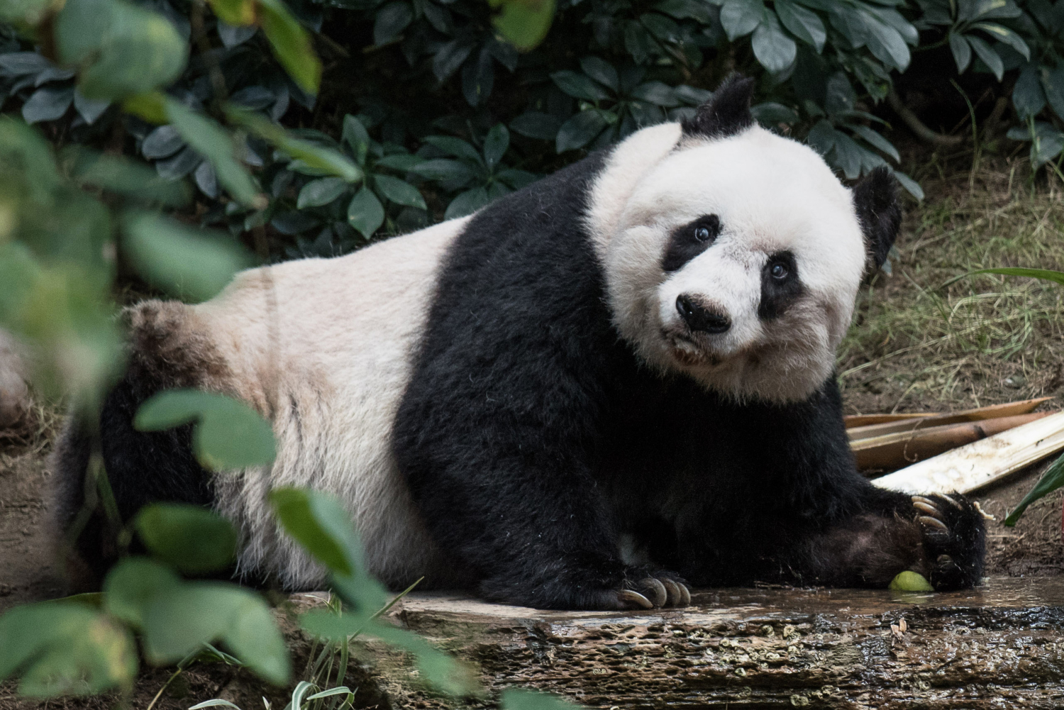 Muere Jia Jia, la panda gigante que llevaba más años en cautividad