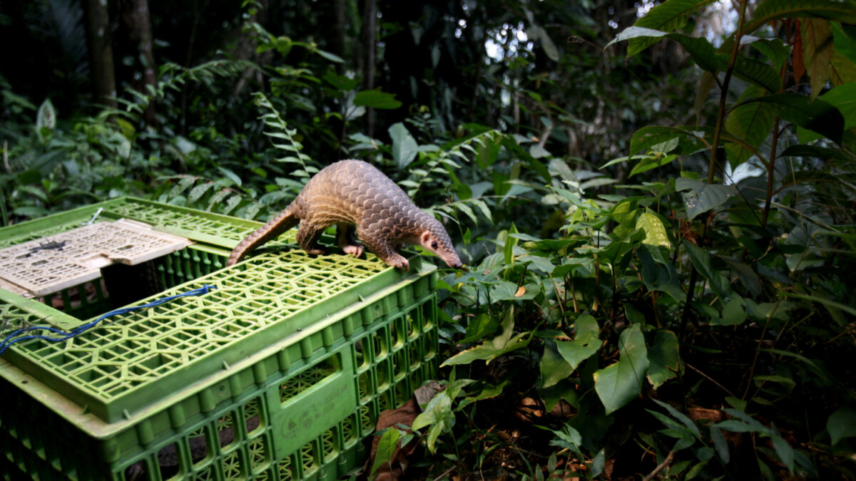 Más de 300 especies de mamíferos van a desaparecer por culpa de la caza