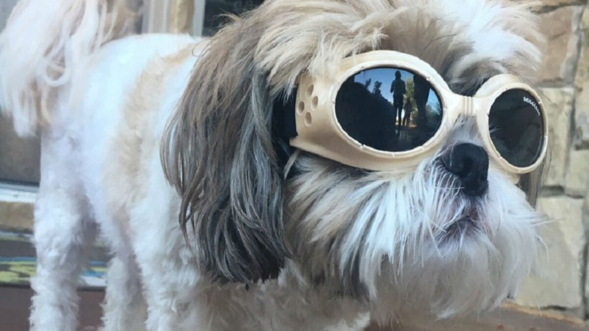 Jax, el perro con cataratas que utiliza gafas y arrasa en las redes sociales