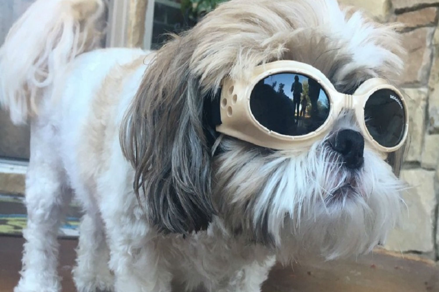 Jax, el perro con cataratas que utiliza gafas y arrasa en las redes sociales