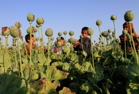 Los cultivos de opio en Afganistán aumentan a medida que los talibanes ganan terreno