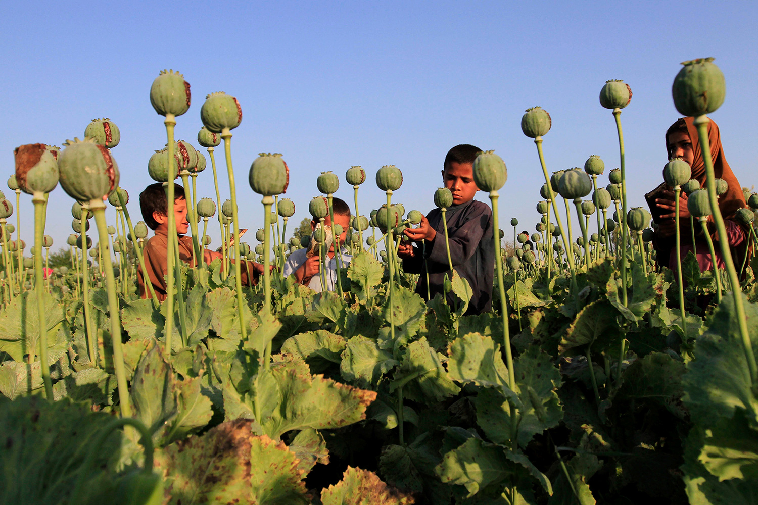 Los cultivos de opio en Afganistán aumentan a medida que los talibanes ganan terreno