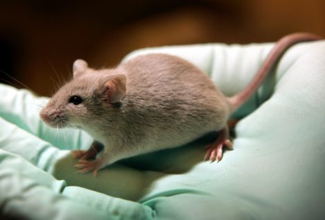 Un virus modificado genéticamente frena el Alzheimer en ratones