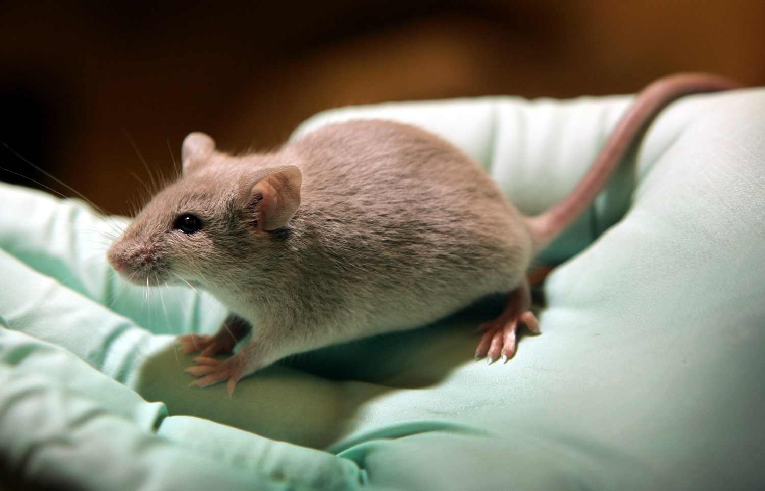 Un virus modificado genéticamente frena el Alzheimer en ratones