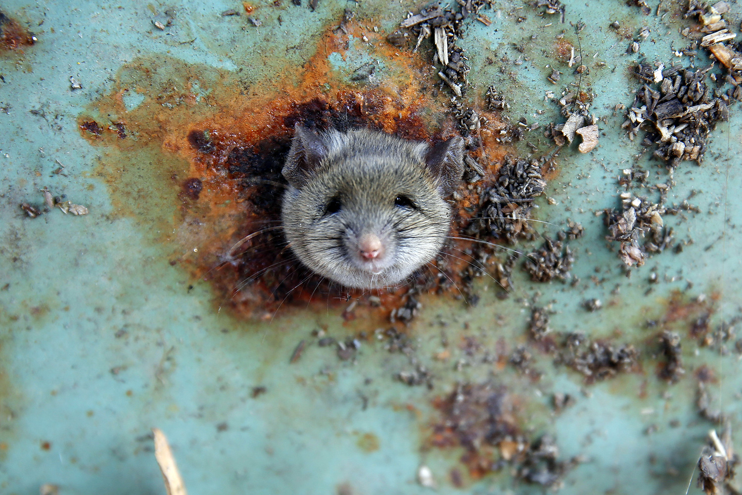 A la caza de los roedores: Yakarta pagará 1,20 libras por rata capturada