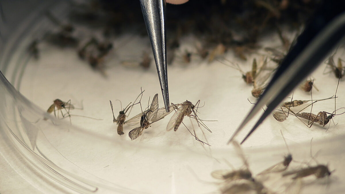 Un ejército de mosquitos creado para luchar contra el zika