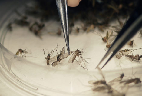 Un ejército de mosquitos creado para luchar contra el zika