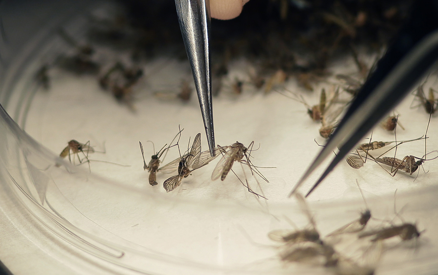 Un ejército de mosquitos creado para luchar contra el zika